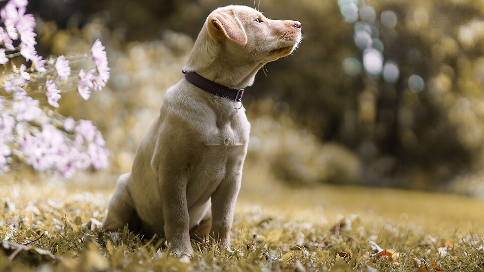Koda - chien en adoption - Chiots Nordiques