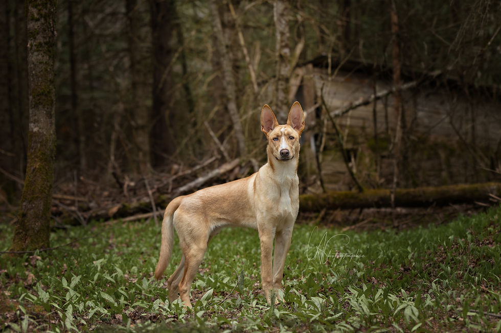 Adopter Koda de Chiots Nordiques