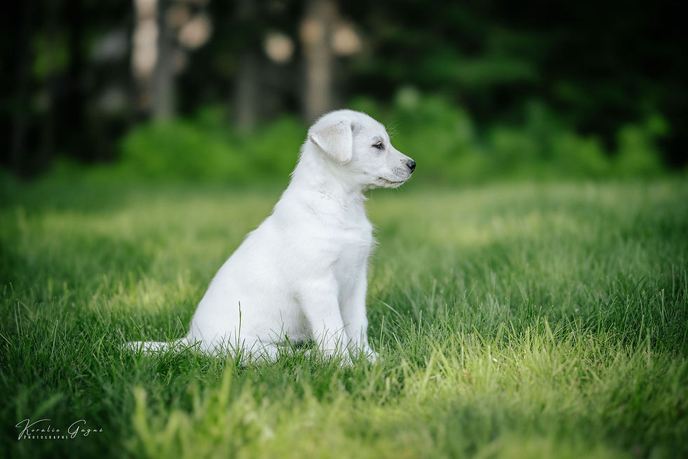 Koda - chien en adoption - Chiots Nordiques