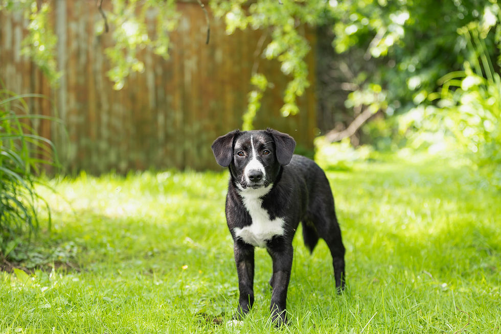 Adopter Koda de Chiots Nordiques