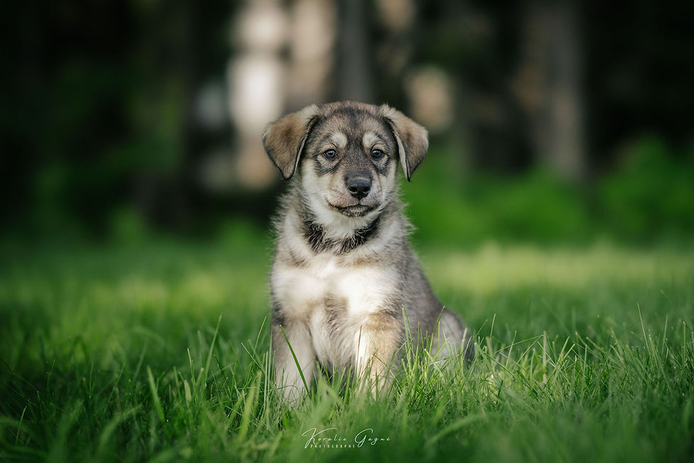 Koda Chiots Nordiques