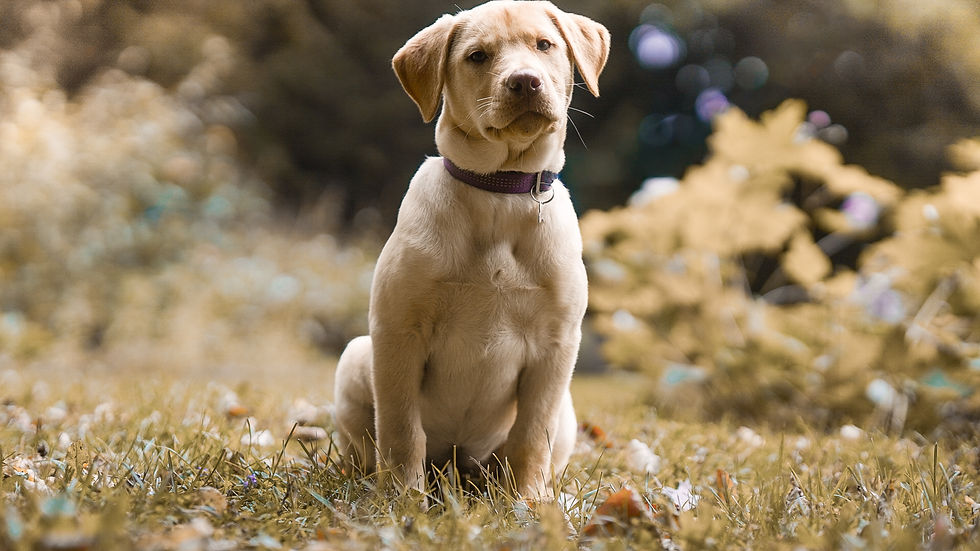 Adopter Koda de Chiots Nordiques