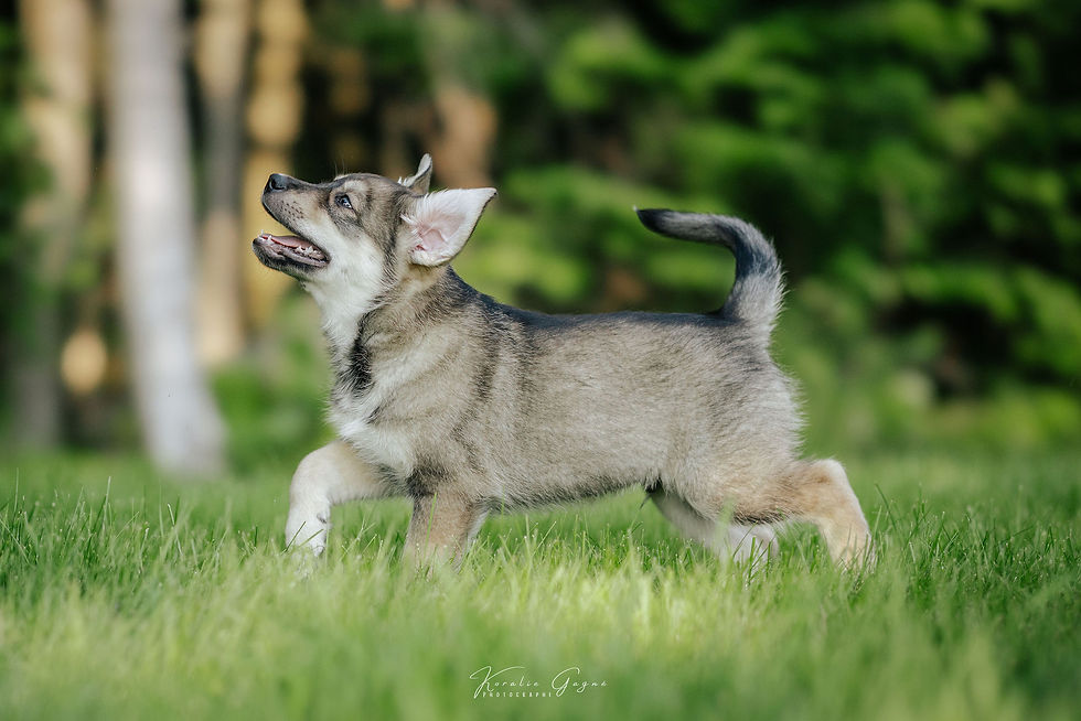 Koda - chien en adoption - Chiots Nordiques
