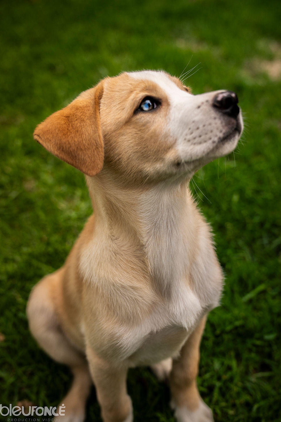 Koda Chiots Nordiques