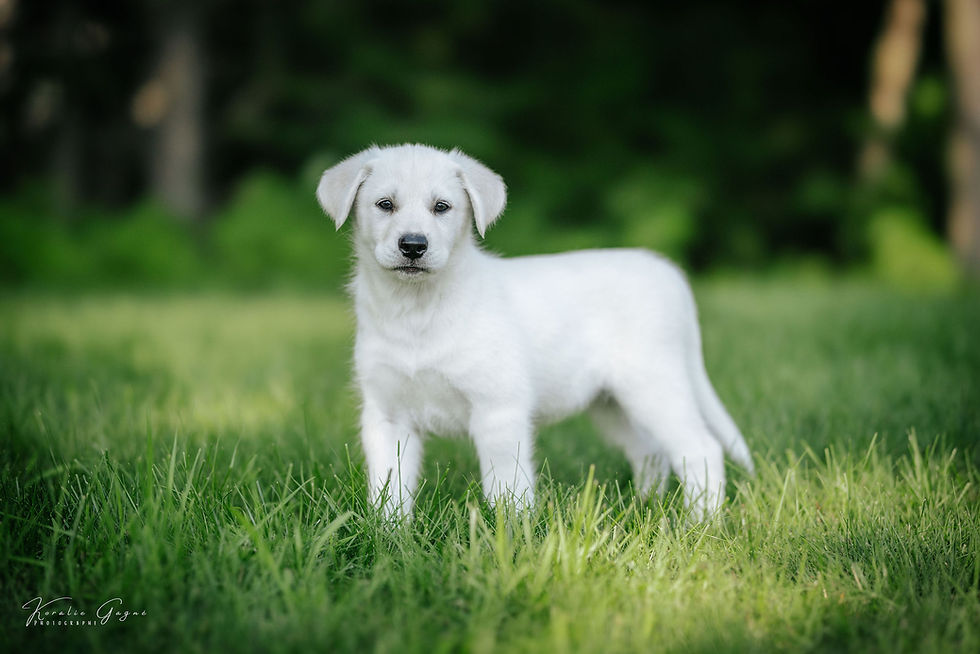 Adopter Koda de Chiots Nordiques