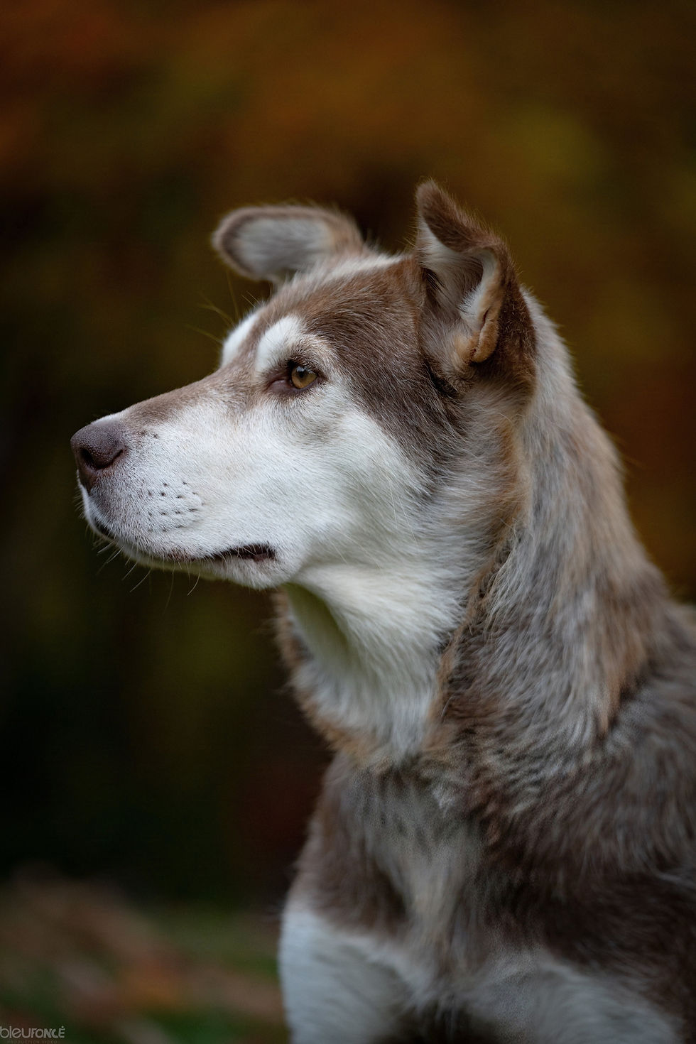 Koda - chien en adoption - Chiots Nordiques