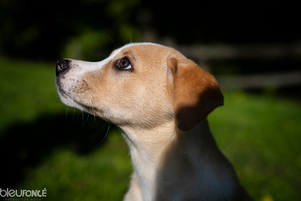 Adopter Koda de Chiots Nordiques