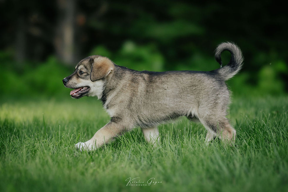 Adopter Koda de Chiots Nordiques