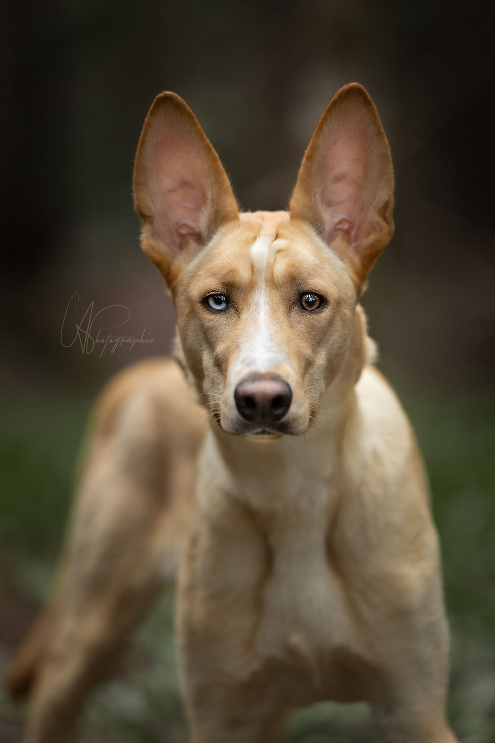 Koda Chiots Nordiques