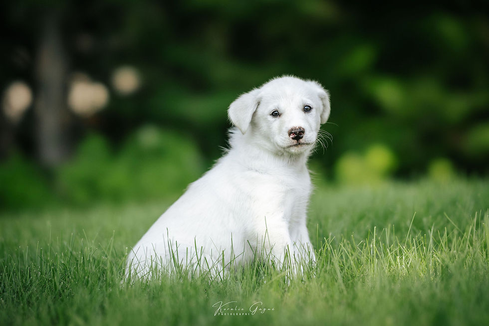 Koda - en adoption avec Chiots Nordiques
