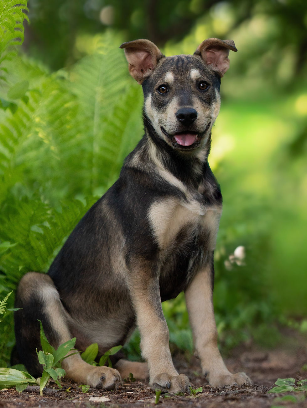 Adopter Koda de Chiots Nordiques