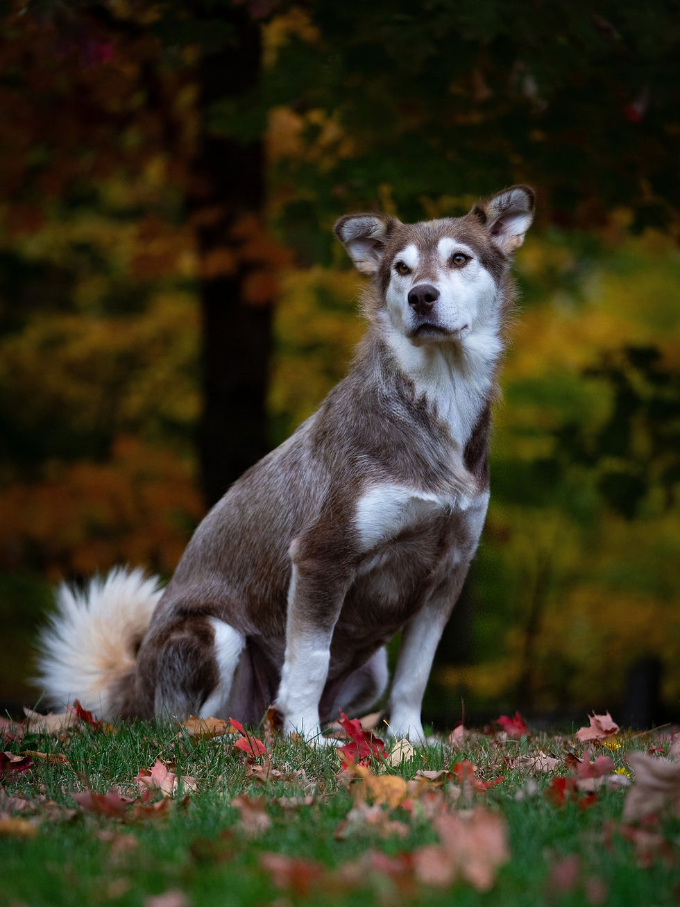 Koda - en adoption avec Chiots Nordiques