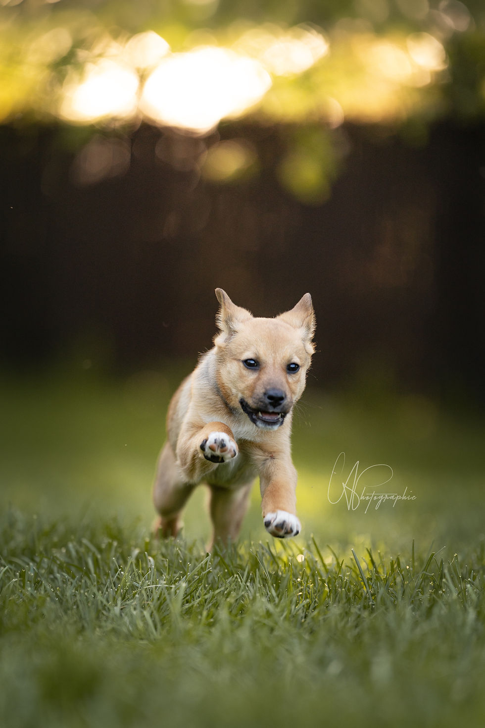 Koda - chien en adoption - Chiots Nordiques