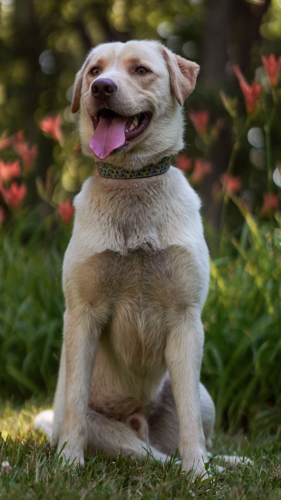 Koda - en adoption avec Chiots Nordiques