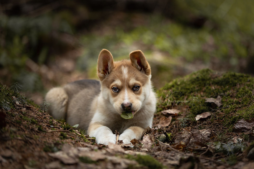 Adopter Koda de Chiots Nordiques