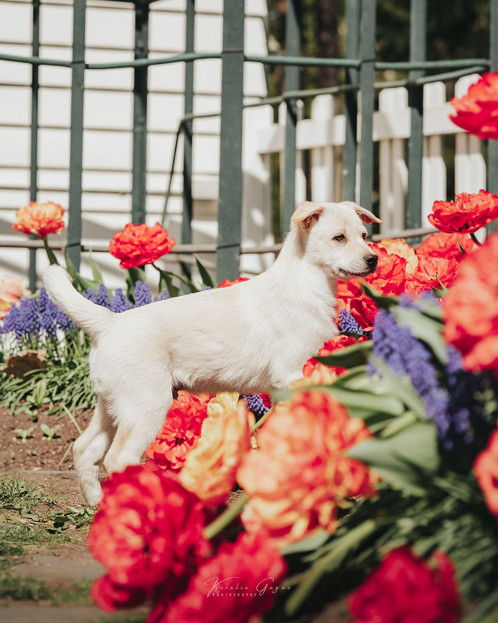 Adopter Koda de Chiots Nordiques