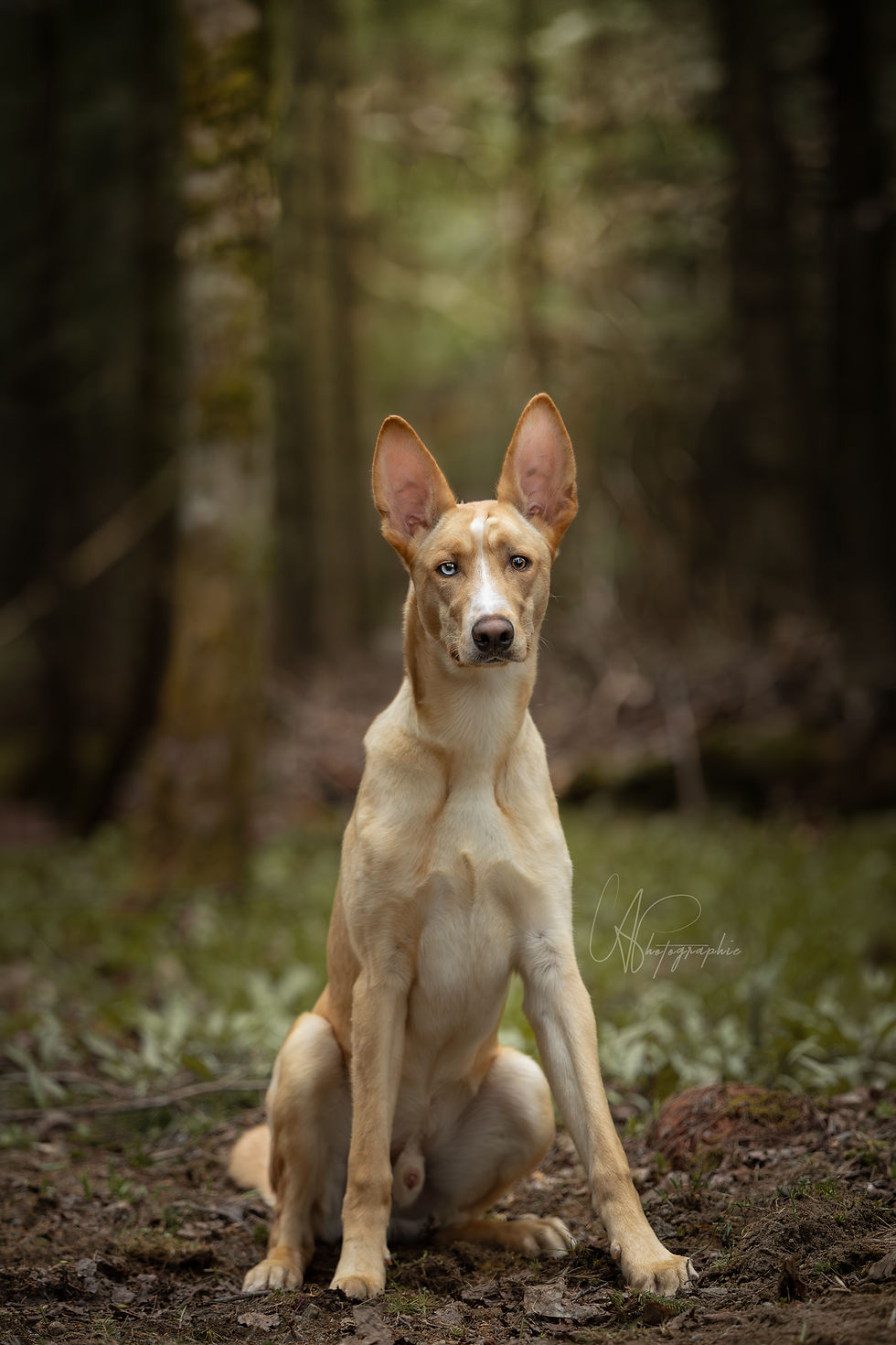 Koda - en adoption avec Chiots Nordiques