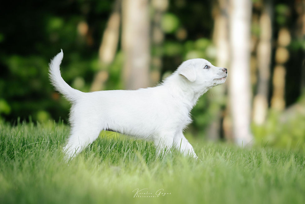 Koda - chien en adoption - Chiots Nordiques