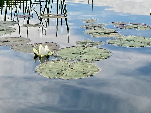 Lotus in Water, Anne Bergeron