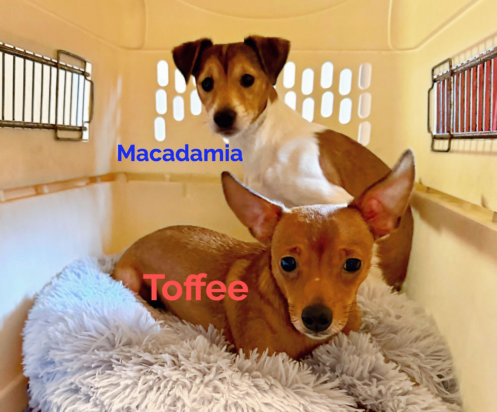 Macadamia & Toffee