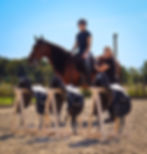 Individuelle Neusattelberatung