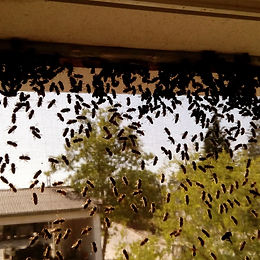 Los rescatadores de abejas 2.jpg