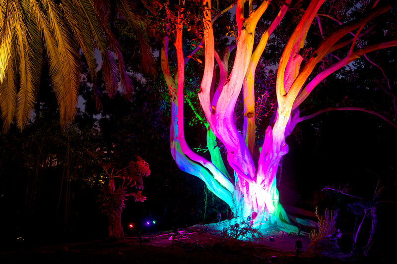 Tree canopy in shifting color light