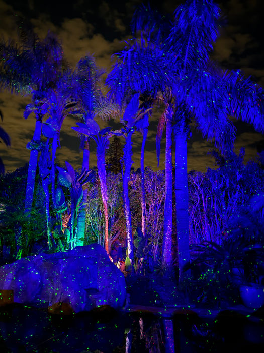 Palm trees uplit against the night sky