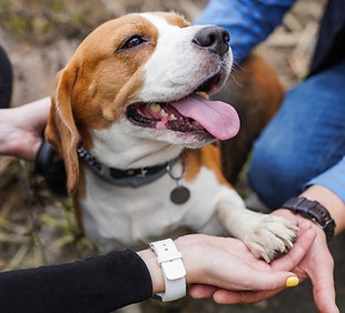 Happy Beagle_edited.jpg