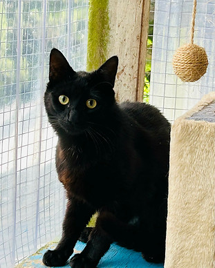 Blackie.jpg