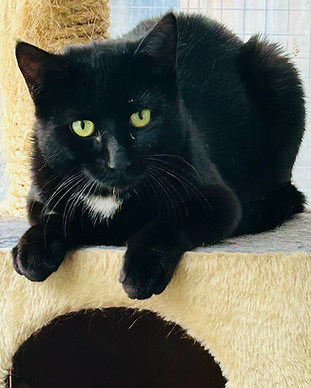 Merlot_edited.jpg