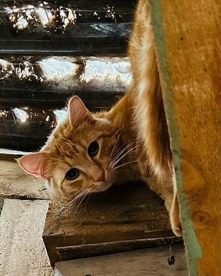 Rusty.jpg