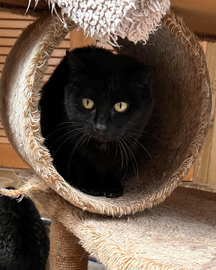 Kora or Ebony.jpg