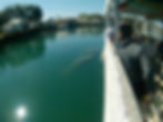 Viewing Manatee from Boat