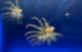crystal river aquarium