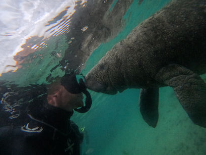 What’s the Best Time of Year to See Manatees?