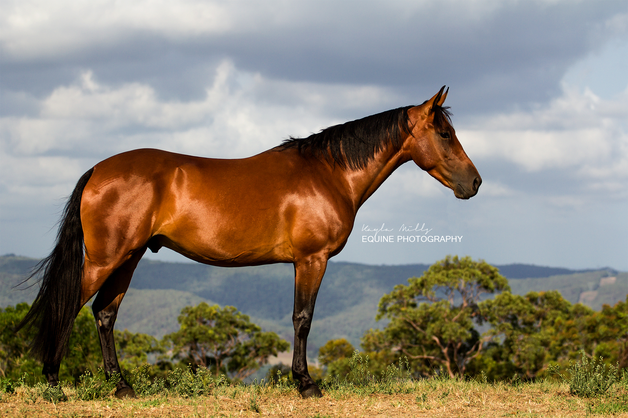 Gallery Waler Horse Association