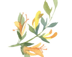 Floral1_edited.png