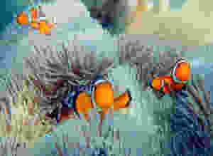 Find Nemo almost anywhere you snorkel on Tioman Island