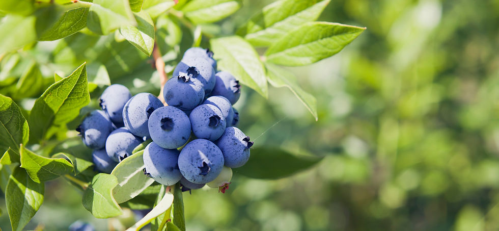 Anjou Fruits Rouges