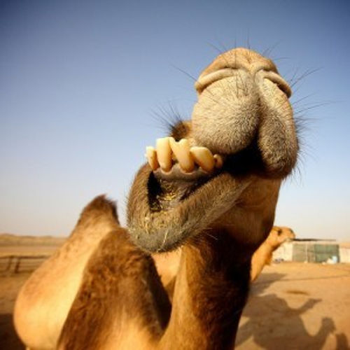 My neighbor on Camel Street.