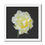 Thumbnail: Floating White Tulip