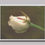 Thumbnail: Soft White Rose