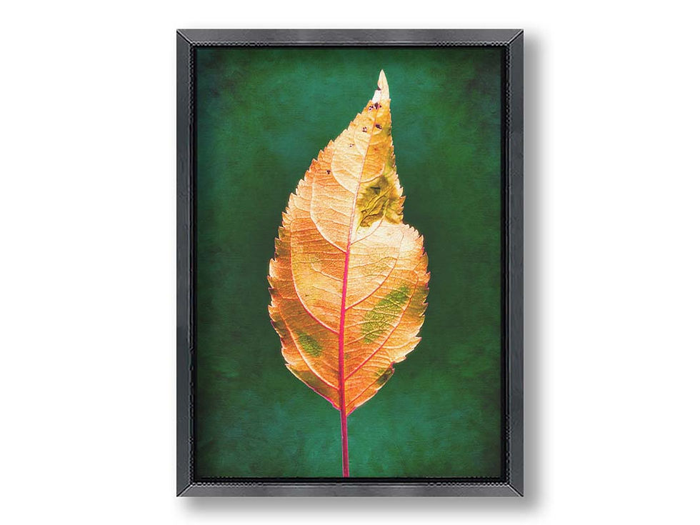 Thumbnail: Portrait Of An Autumn Leaf