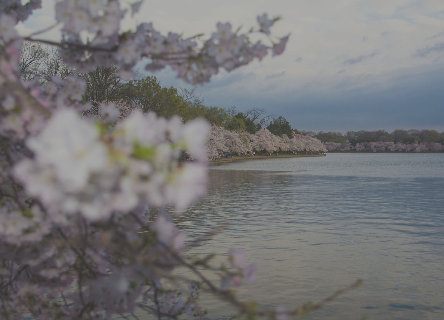 Spring Blossom_edited_edited_edited.jpg