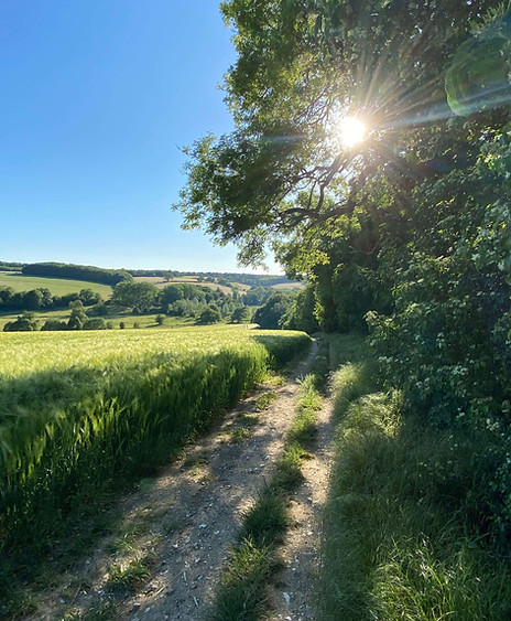 A field with a path and the sun shining through the trees