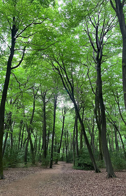 canopy of trees in the woods