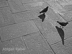 Palomas