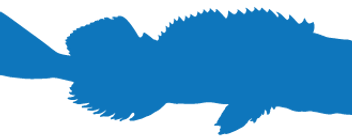 bodega bay lingcod