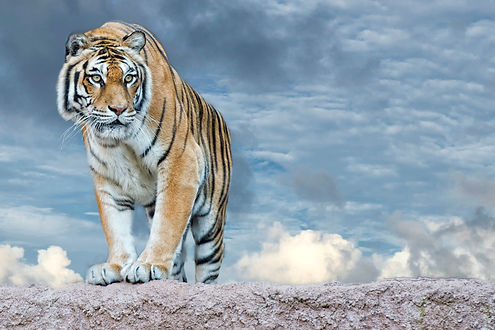 Determined tiger